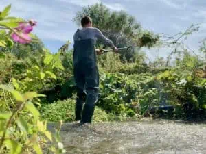 Clearing the watercress