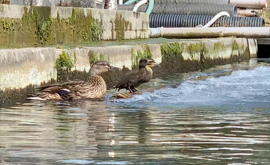 Ducklings on aerator