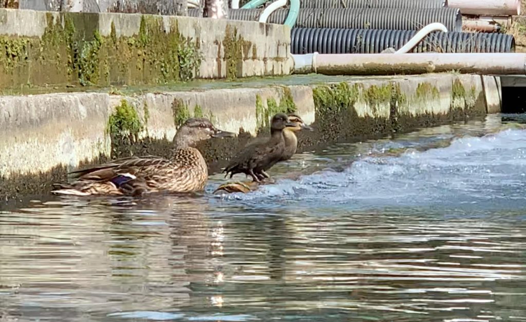 Ducklings on aerator