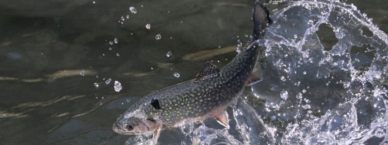 www.meretrout.com