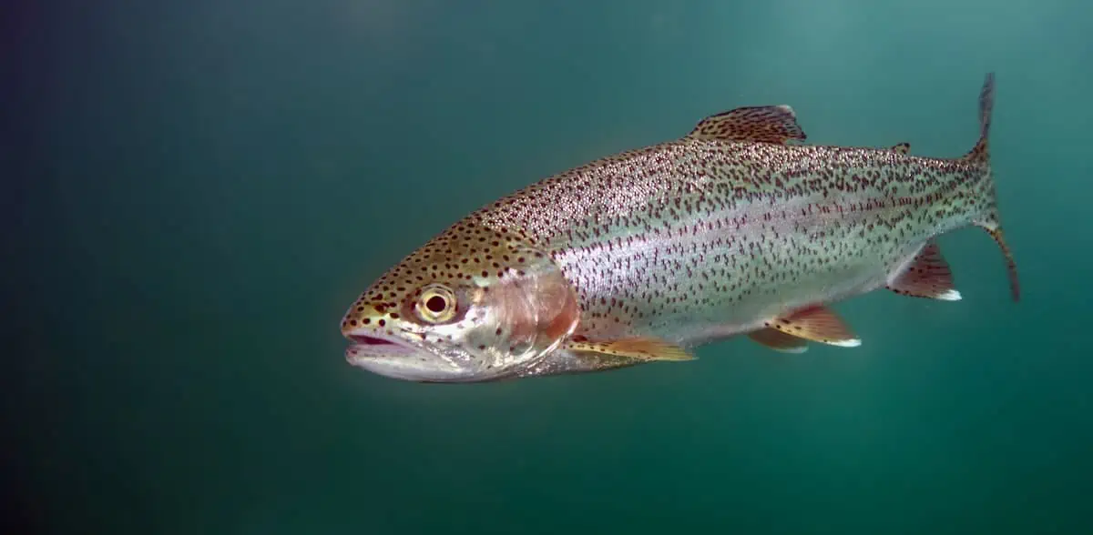 sustainable trout