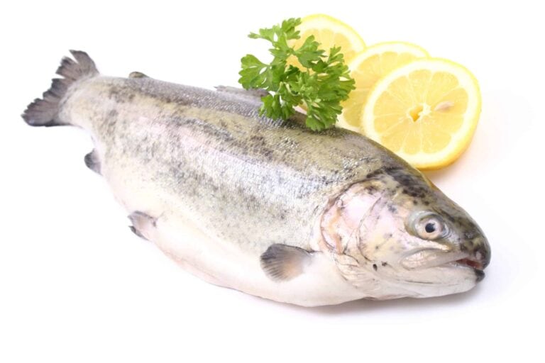 Medium Fresh Rainbow Trout (750 g / 26 oz min)